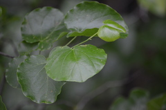 Cercis canadensis texensis