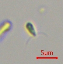 Representative image of Dunaliellaceae