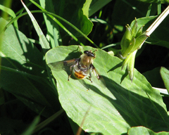 Sericomyia flagrans
