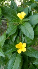 Turnera ulmifolia