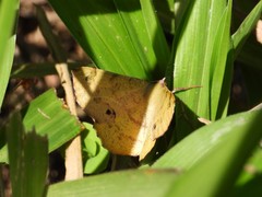 Erastria decrepitaria