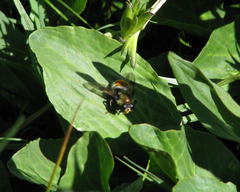 Sericomyia flagrans