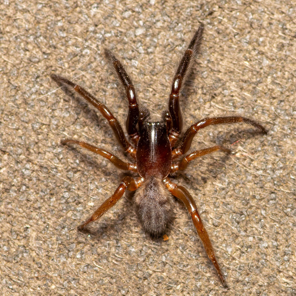 Ariadna bicolor