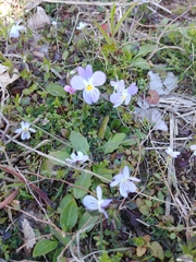 Viola bicolor