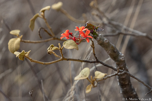 Jatropha nudicaulis, photograph 3