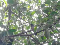 Pycnonotus cafer