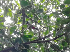 Pycnonotus cafer