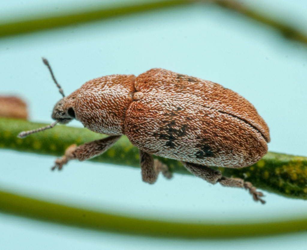 Pantoreites arctatus