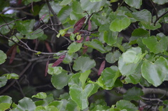 Cercis canadensis texensis
