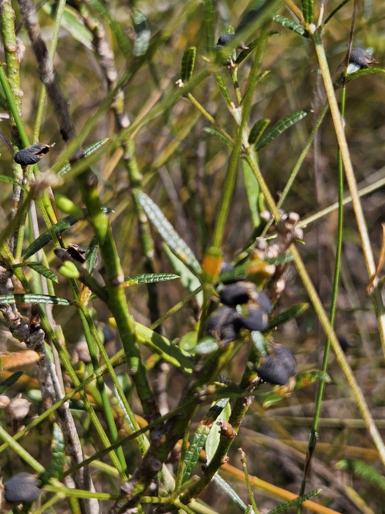 Mirbelia rubiifolia from Tin Can Bay QLD 4580, Australia on October 24