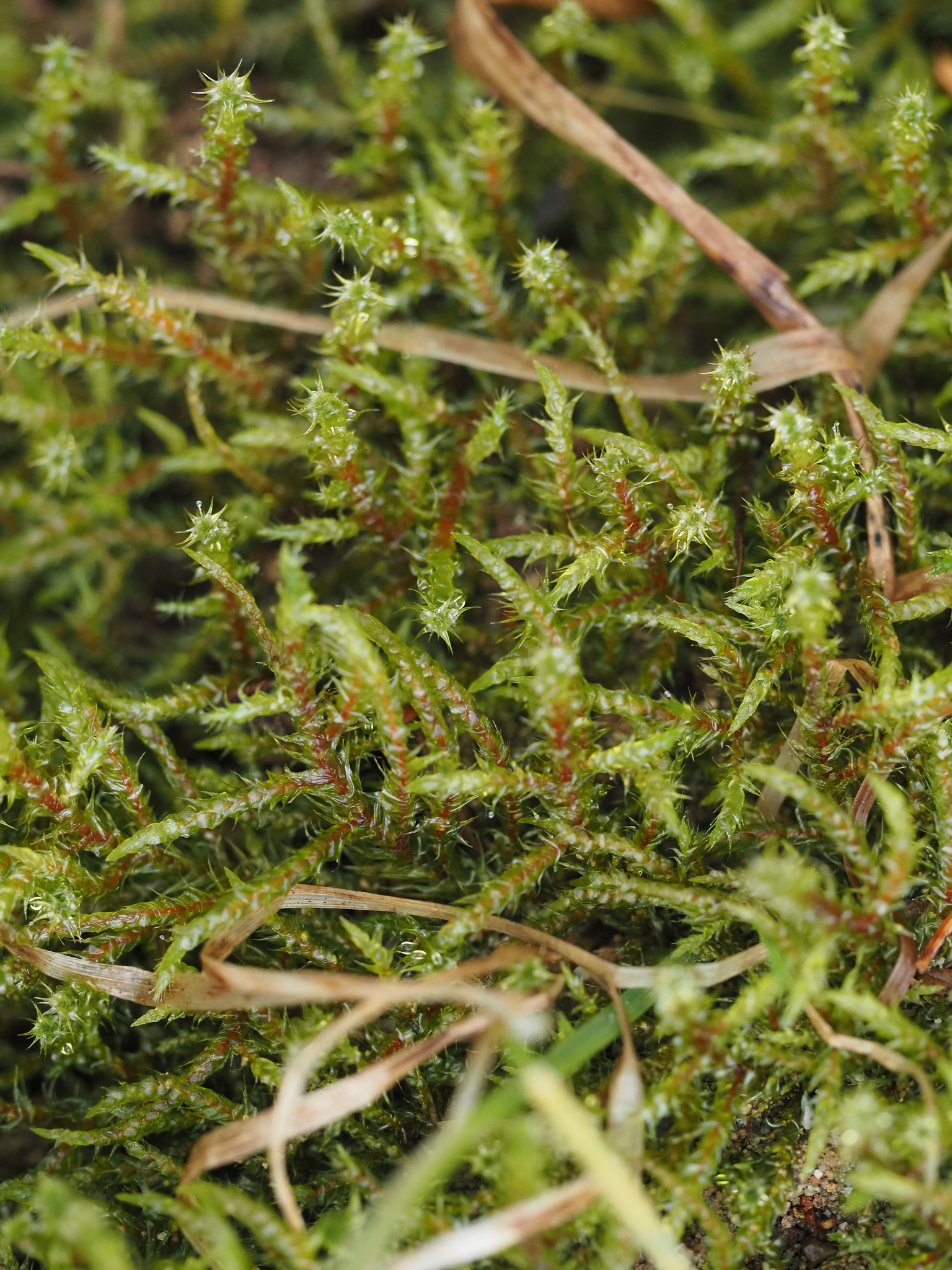 Rhytidiadelphus subpinnatus