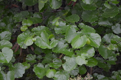 Cercis canadensis texensis