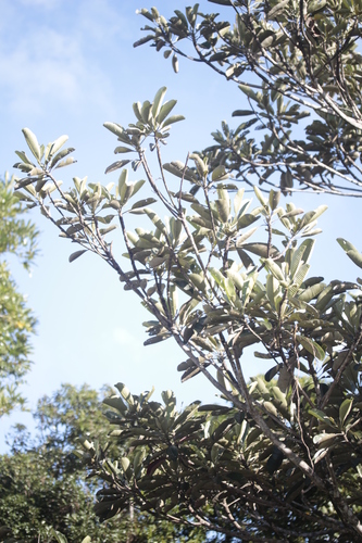 Elaeocarpus guillaumii observed 2021-07-24