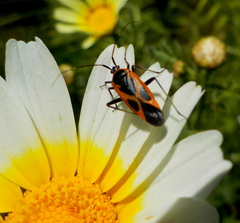 Calocoris nemoralis