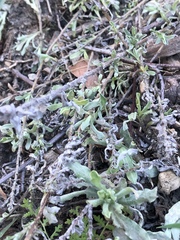 Hesperevax sparsiflora