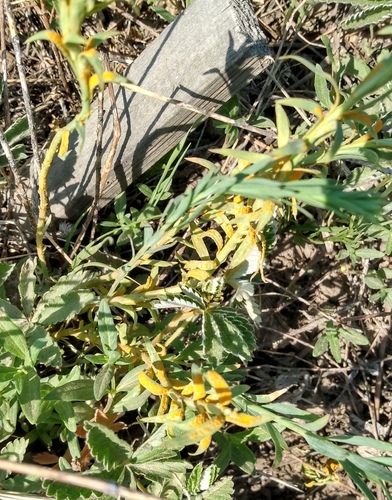 Ferrugem-do-linho (Melampsora lini)