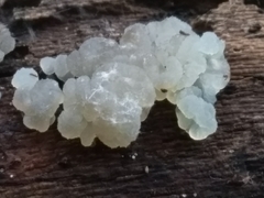 Exidia novozealandica