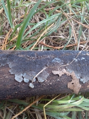 Exidia novozealandica