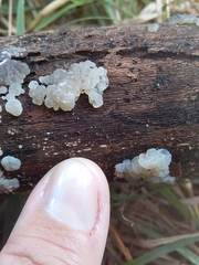 Exidia novozealandica