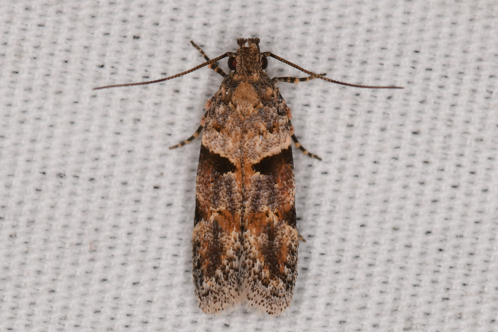 Palo Verde webworm