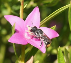 Megachile ferox