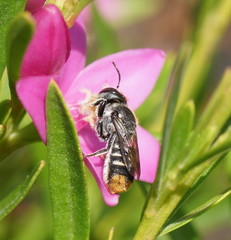 Megachile ferox