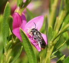 Megachile ferox