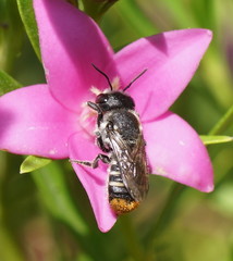 Megachile ferox