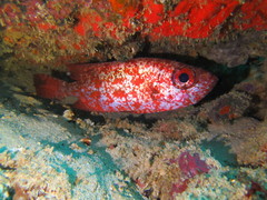Heteropriacanthus carolinus
