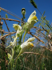 Linaria macroura