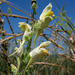 Linaria macroura - Photo (c) Sergey Mayorov, some rights reserved (CC BY-NC), uploaded by Sergey Mayorov