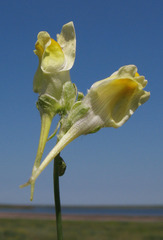 Linaria macroura