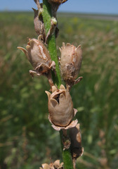 Linaria macroura
