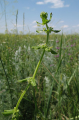 Cruciata pedemontana
