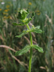 Cruciata pedemontana