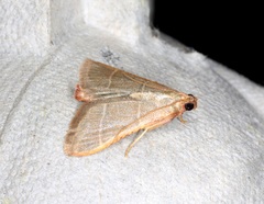 Hypsopygia nannodes
