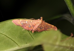 Ischnurges gratiosalis