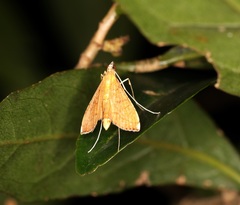 Mabra nigriscripta