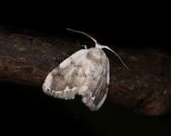 Niphopyralis