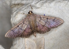 Omiodes pernitescens