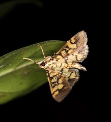 Lygropia distorta