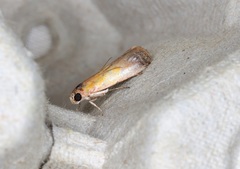 Piesmopoda semilutea