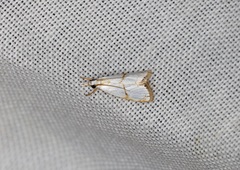 Pseudargyria interruptella