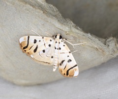 Pycnarmon radiata