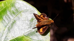 Oriens goloides