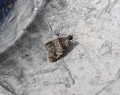 Salma ridiculalis