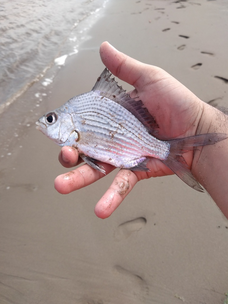 Black axillary mojarra (Eugerres axillaris) — Gerreidae
