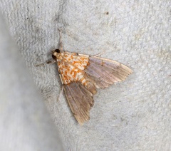 Agrotera