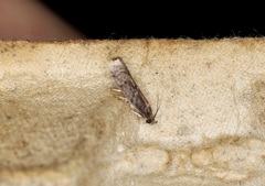 Ectomyelois ceratoniae