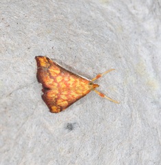 Pyrausta ignealis